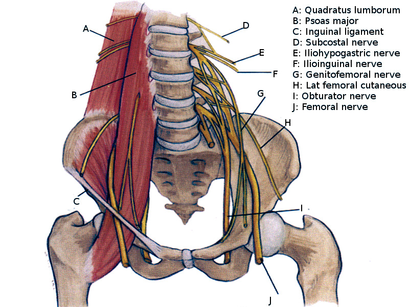 Figure Lumbar Plexus Image Courtesy Dr Chaigasame Statpearls Ncbi Bookshelf 7625