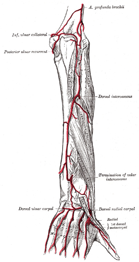 Upper Limb: Forearm