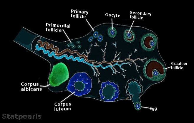 corpus albicans histology