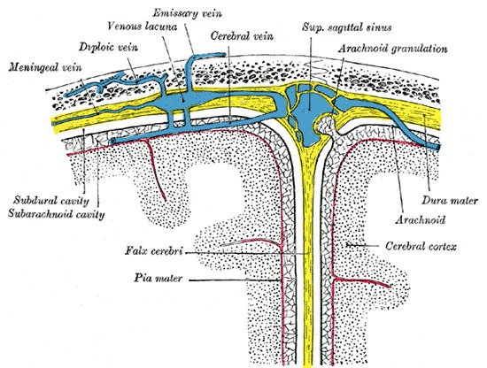 Figure Diagrammatic Cross Section The Top Statpearls Ncbi Bookshelf 1325