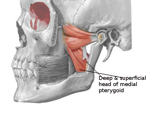 Anatomy Head And Neck Medial Pterygoid Muscle Statpearls Ncbi Bookshelf
