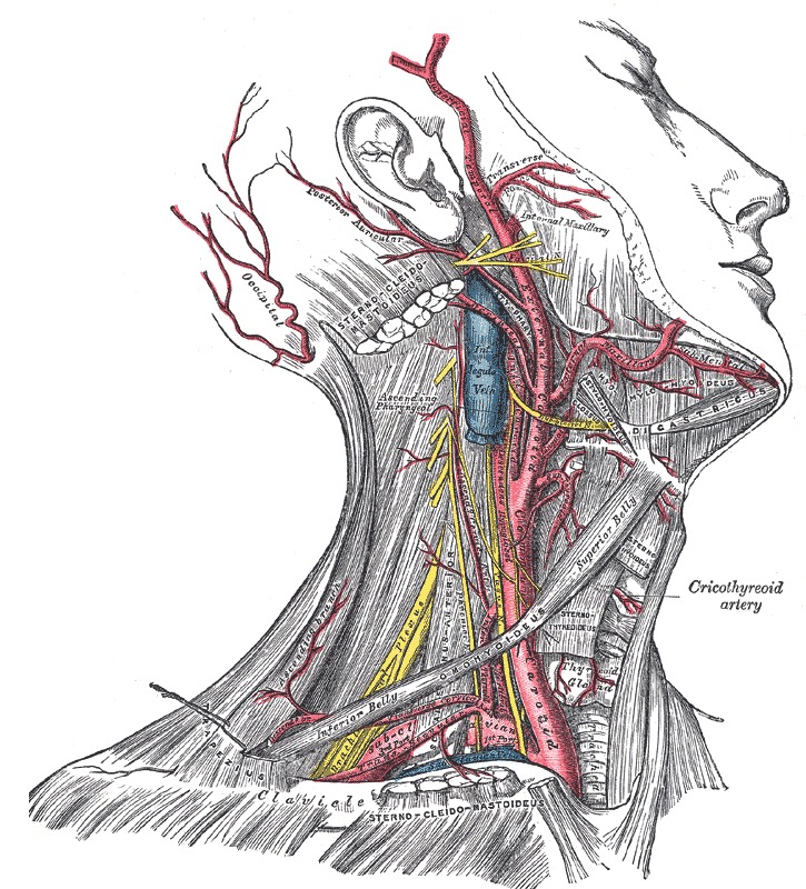 veins and arteries of the head and neck