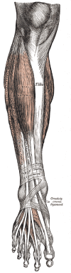 Figure, Pelvic bones Image courtesy O.Chaigasame] - StatPearls