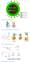 HLA/MHC gene polymorphism, structure, and mechanism Contributed from the Wikimedia Gallery (CC BY-2