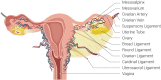 Figure, Pelvic bones Image courtesy O.Chaigasame] - StatPearls