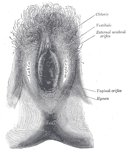 Female external genitalia (vulva)