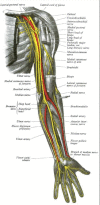 Forearm Nerves