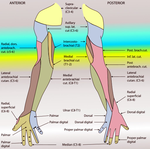 Anatomy, Shoulder and Upper Limb, Arm Nerves - StatPearls - NCBI Bookshelf