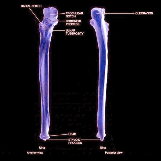 Figure, Ankle joint Image courtesy Dr Chaigasame] - StatPearls - NCBI  Bookshelf