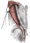 Muscles and Fascia of the Abdomen, Fascia Lata, Obliques Internus, Inguinal Ligament, Spinal Cord, Aponeurosis of External Obliques, Sheath of Rectus, Cremaster, Falx inguinal, Reflected INguinal Ligament