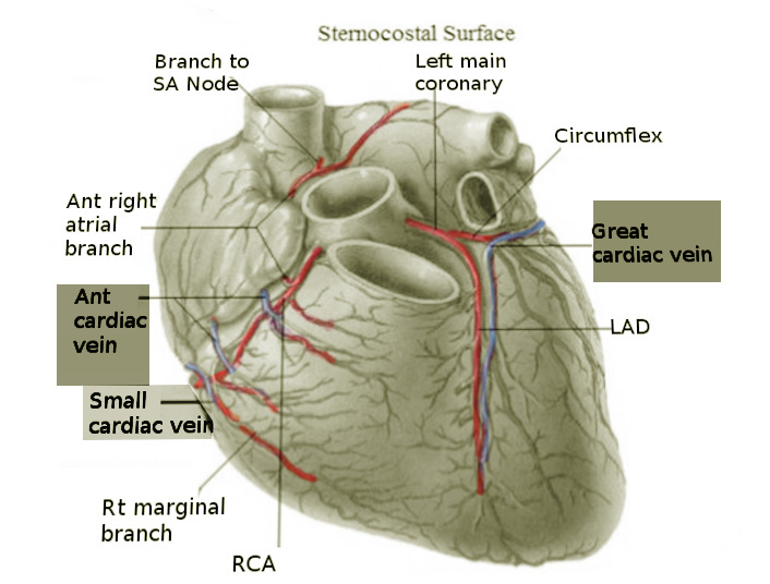 smallest cardiac vein