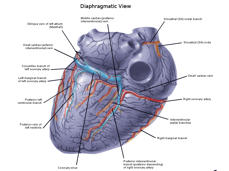 Anatomy Thorax Heart Veins Statpearls Ncbi Bookshelf