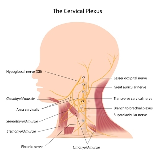 Figure Cervical Plexus This Illustration Shows Statpearls Ncbi Bookshelf 7815