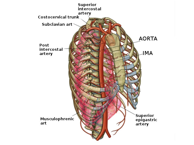 posterior intercostal arteries
