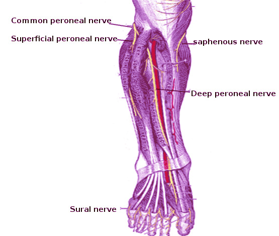 Figure Peroneal Nerve StatPearls NCBI Bookshelf