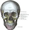 Frontal Skull