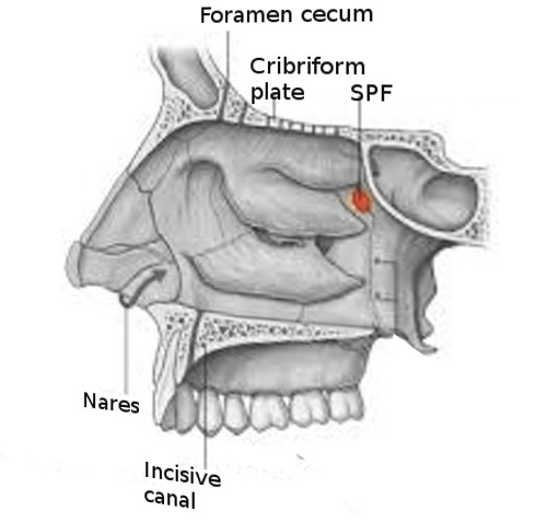 sphenopalatine foramen