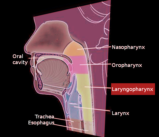 hypopharynx