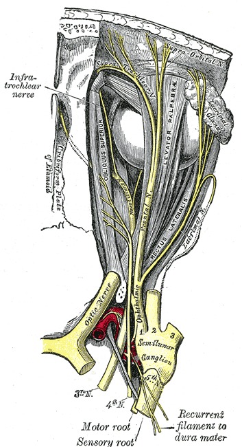 Anatomy Head And Neck Eye Nerves StatPearls NCBI Bookshelf