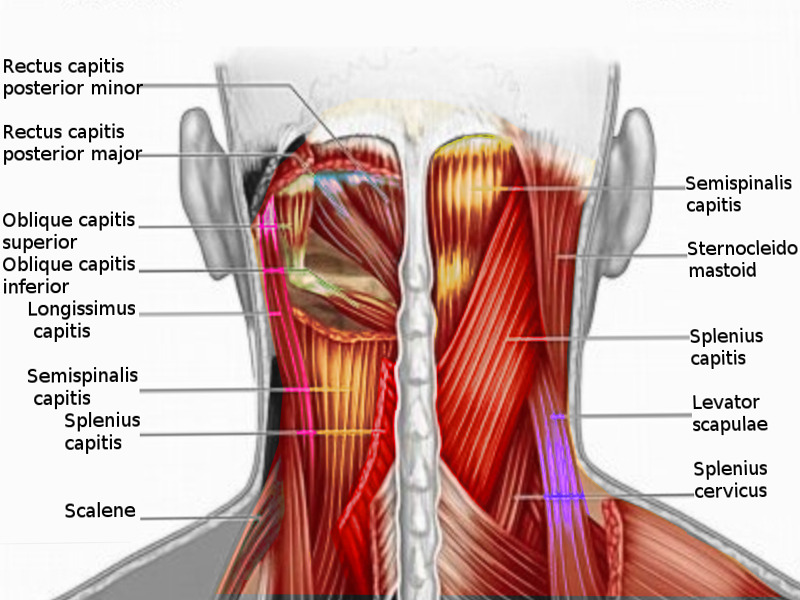 cervical spine posterior muscles