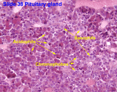 anterior pituitary histology labeled