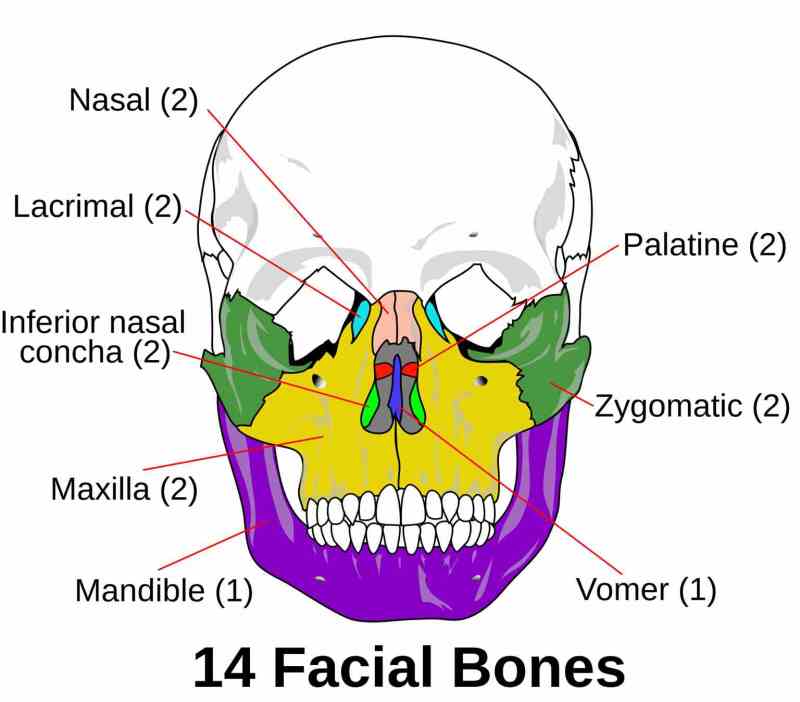 mandible and maxilla anatomy