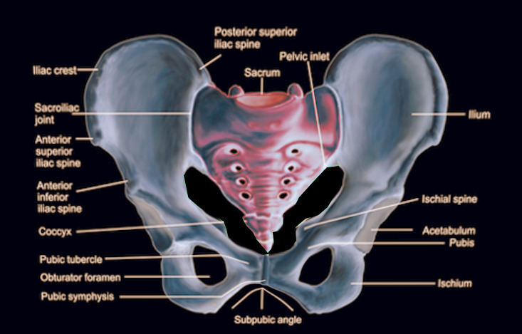 Pelvis - Female highlighting normal anatomical bones. Shown are