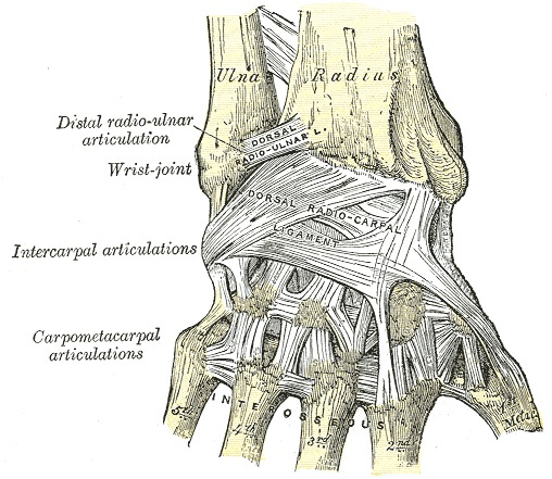 wrist anatomy ligaments