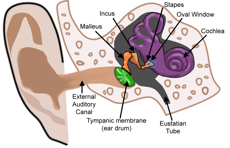 Figure, Diagram showing the innervation of] - StatPearls - NCBI Bookshelf