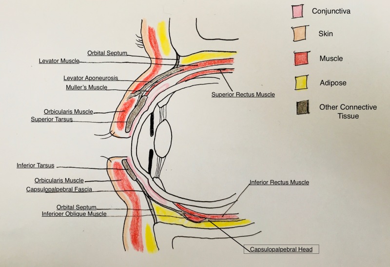 Figure Eyelid Anatomy Contributed And Illustrated By Megan L Cochran Statpearls Ncbi 