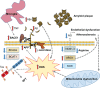 Figure 2. Proposed model of AD pathogenesis.