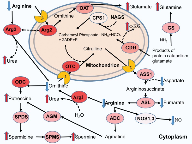 Schematic metabolic pathways of nitric oxide. NO, nitric oxide