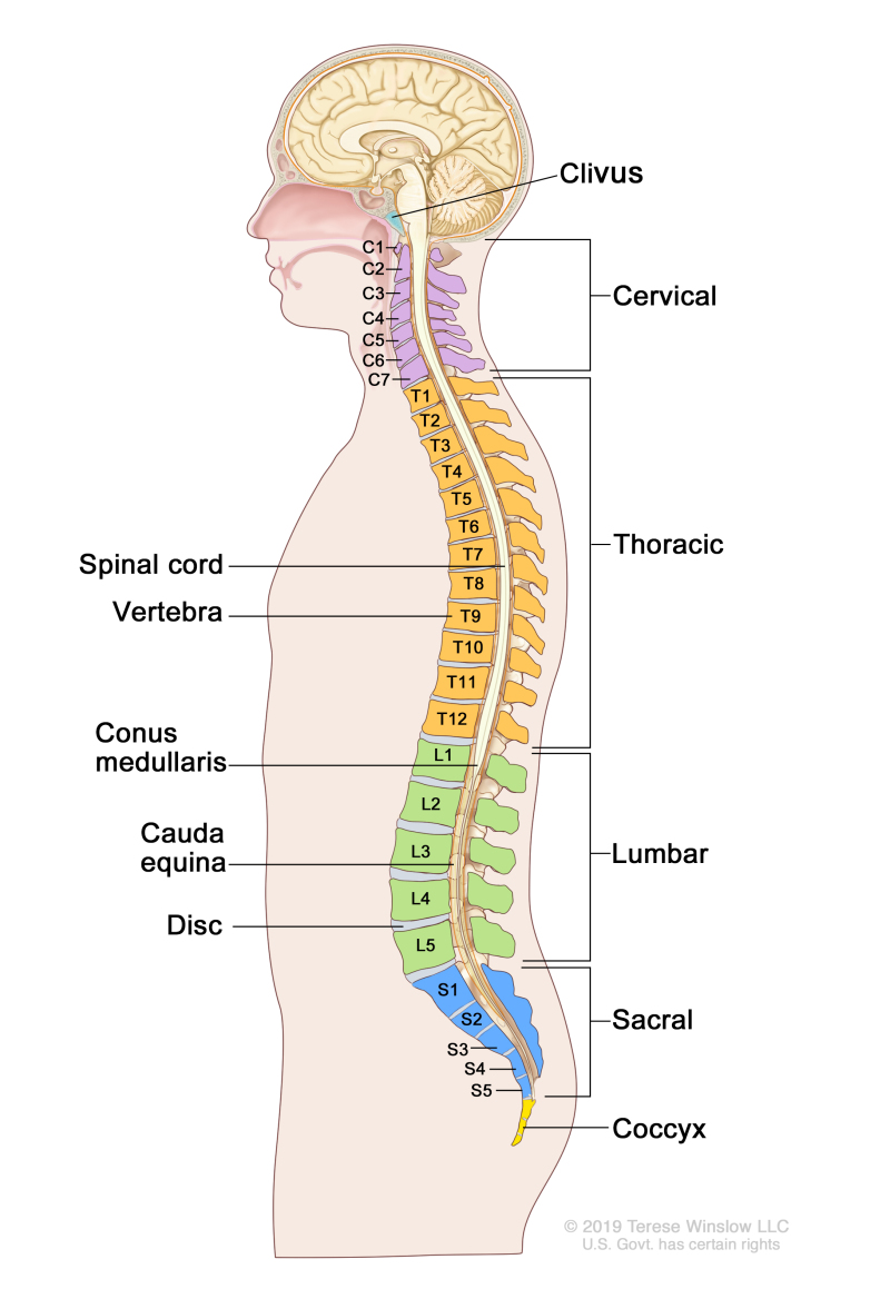 The Human Tail Bone