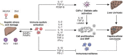 Fig. 15.1. Chronic inflammation is a pan-etiological driver of hepatocarcinogenesis.