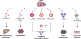 Fig. 15.2. Cancer-associated fibroblasts (CAFs) characterize the stromal tumor microenvironment and promote hepatocarcinogenesis, tumor progression and treatment resistance.