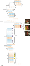 Fig. 2. Spa phylogeny showing clusters and relationships between isolates: Maximum likelihood phylogeny tree based on spa gene typing.