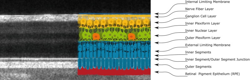 Figure 1. [The normal human retina fundus]. - Webvision - NCBI