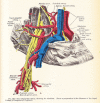 The right subclavian artery and surrounding structures