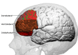 Prefrontal cortex Image courtesy O