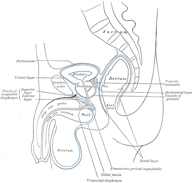 Anatomy of the male pelvic cavity in humans, sagittal view.
