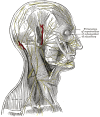 Figure, Dissection of the mandibular nerve.] - StatPearls - NCBI Bookshelf