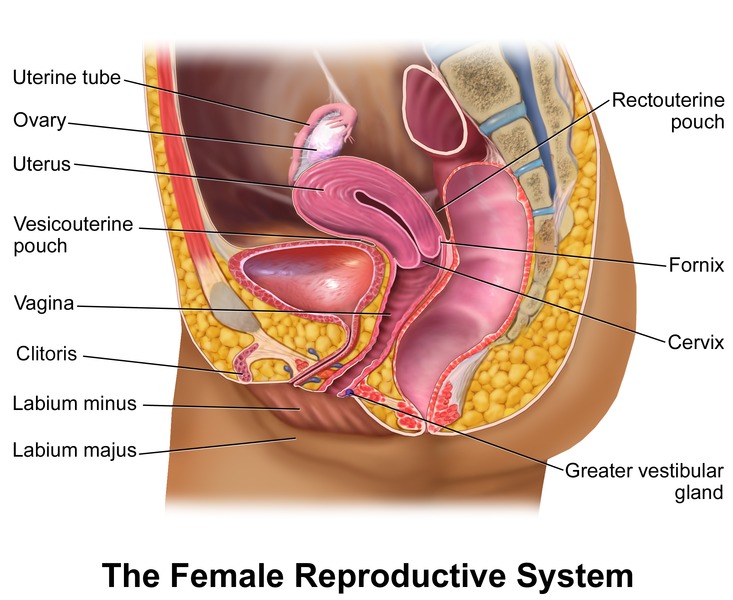 Figure The Female Reproductive System In Females Statpearls Ncbi Bookshelf 9505