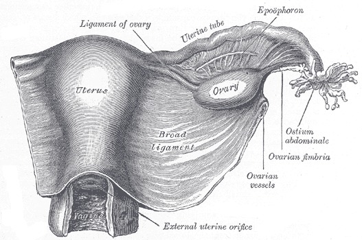 Anatomy Abdomen And Pelvis Female Internal Genitals Statpearls 7133