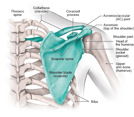 In brief: How does the shoulder work? - InformedHealth.org - NCBI Bookshelf