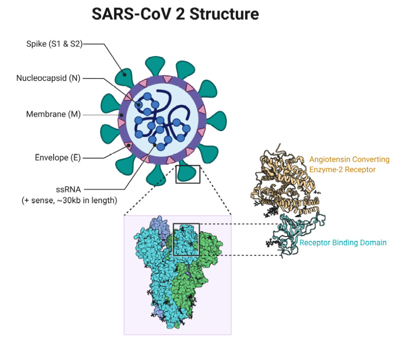 SARS- CoV 2 Structure Contributed by Rohan Bir Singh, MD; Made with Biorender