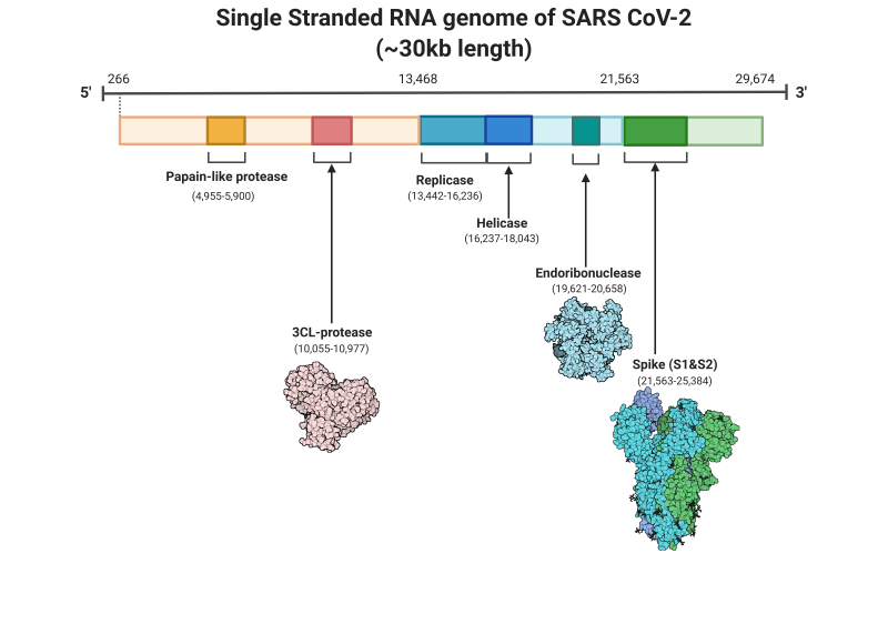 Single-stranded RNA genome of SARS-CoV2 Contributed by Rohan Bir Singh, MD; Made with Biorender