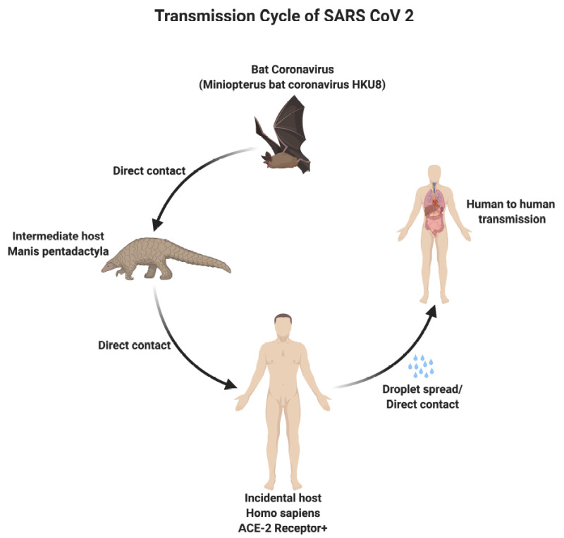 Transmission Cycle of SARS CoV 2 Contributed by Rohan Bir Singh, MD; Made with Biorender