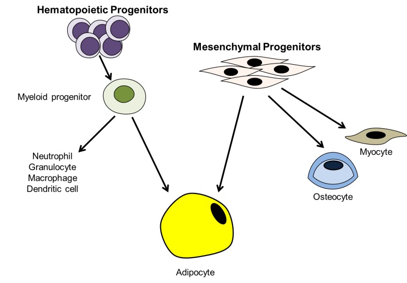 Adipose Tissue: Physiology to Metabolic Dysfunction - Endotext