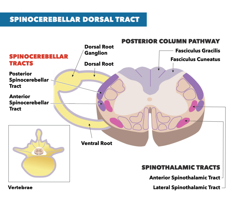 spinocerebellar tract