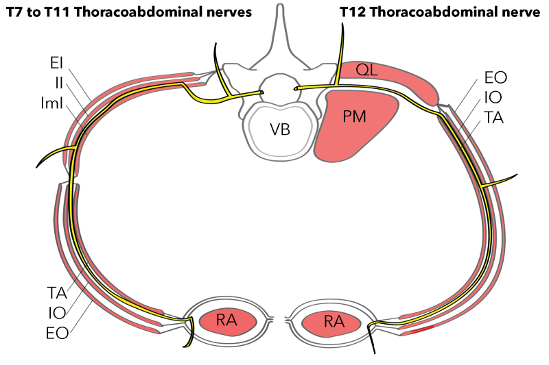 Figure T7 To T11 Thoracoabdominal Nerves Statpearls Ncbi Bookshelf